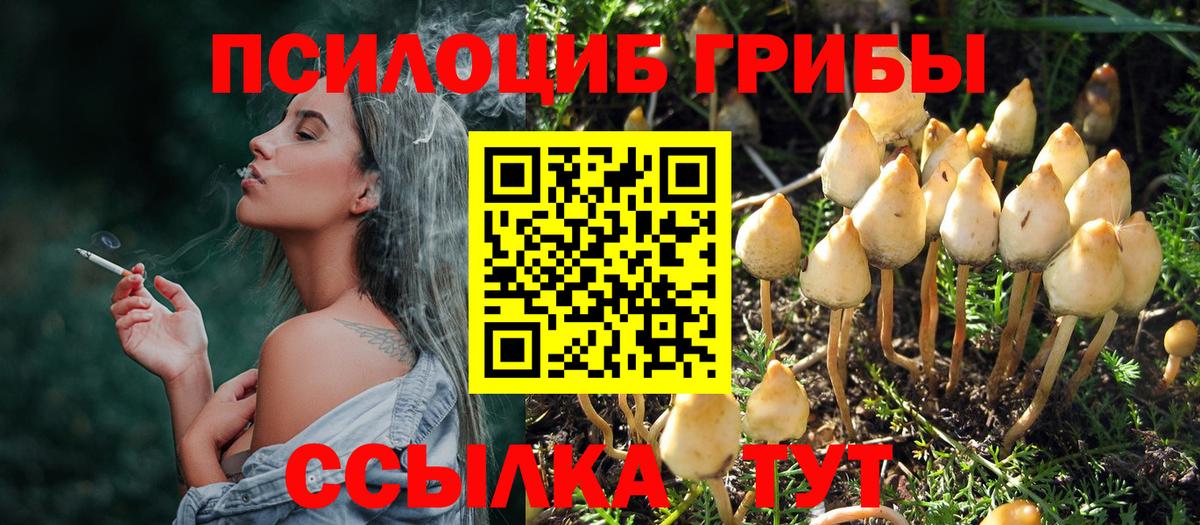 Тосно  Псилоцибиновые грибы Psilocybine cubensis  Вход с VPN  Псилоцибиновые грибы мицелий 